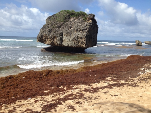 January 2018: The sargassum seaweed has started to reappear. Back in 2015 it covered the majority of beaches on the island, and was a learning curve for Barbadians on how to make the best use of some of it and simply destroy the remainder. Hopefullly, its deposits will not be as heavy this time around during the just-started winter tourist season. God bless Barbados!
